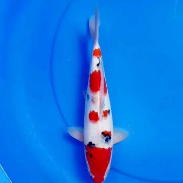29cm SAKURA BAGUS