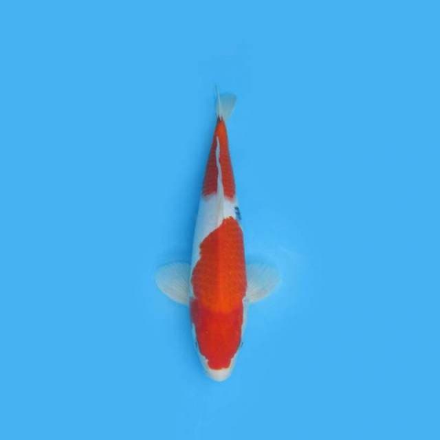 32CM - SANKE