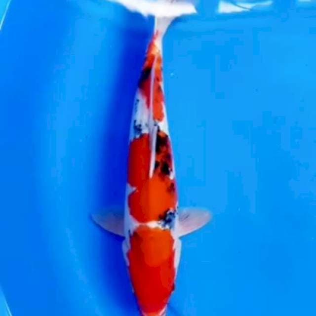 31cm TAISHO SANKE