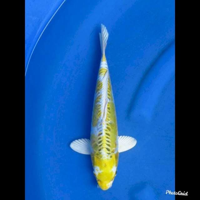 30cm , Yellow Doitsu Murni