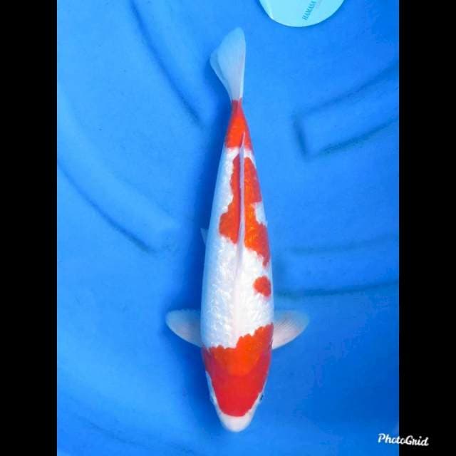 37cm , Male - Kohaku Ginrin