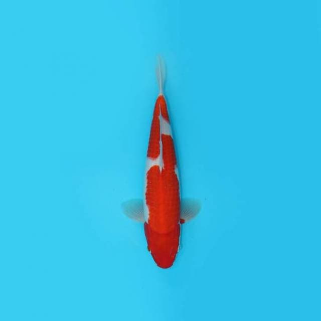 29CM - KOHAKU