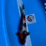 Showa jumbo 45BU MALE