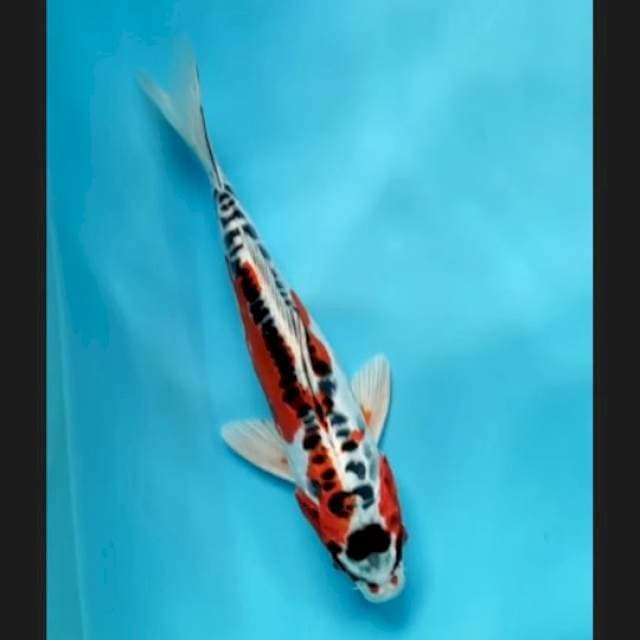 KUJAKU DOIT 26cm