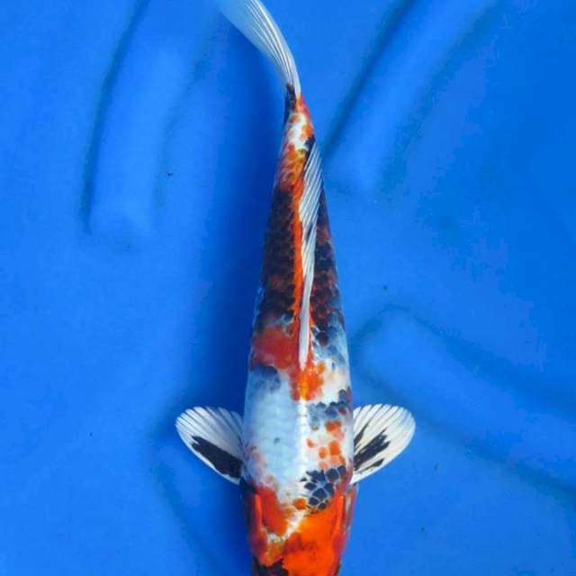Kin showa original 36cm