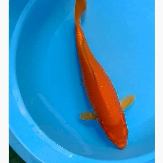 Cagoi merah