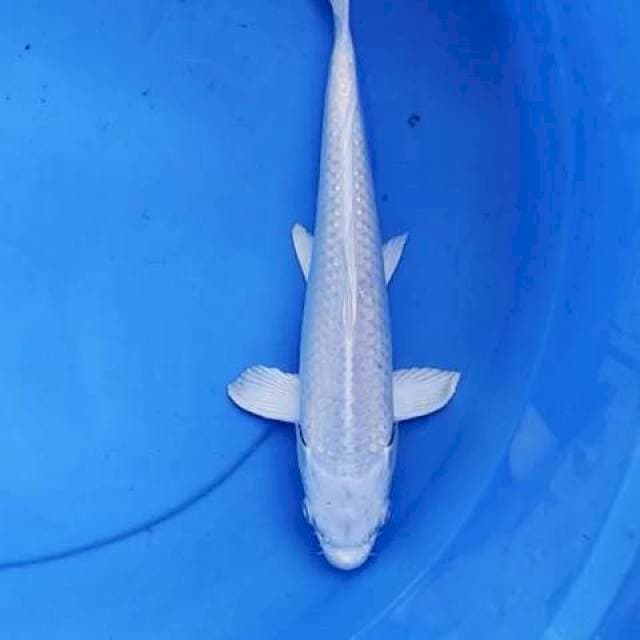 Platinum 29 cm
