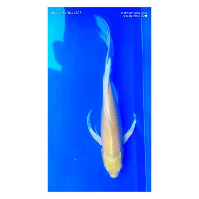 Ogon slayer 36 cm