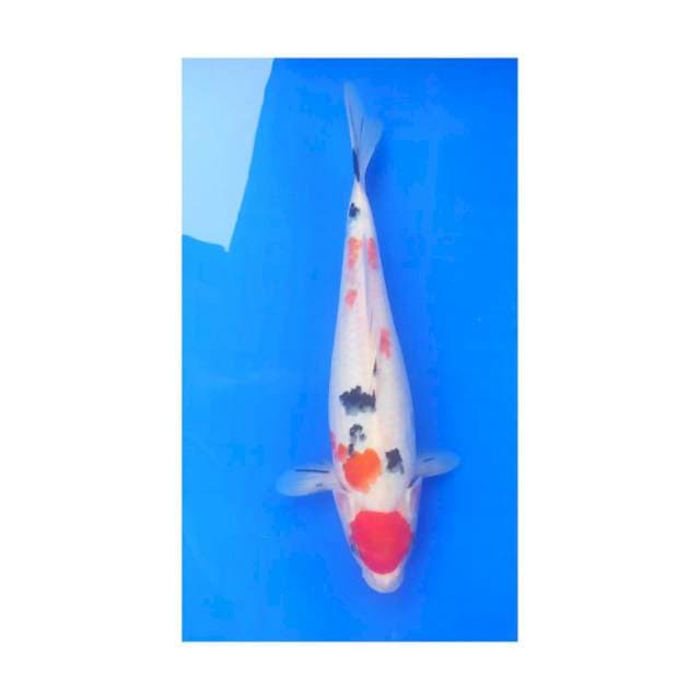 Sanke 34 cm tancho