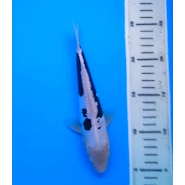 KUMONRYU JANTAN 21 Cm