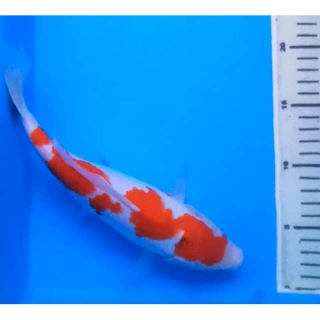 KOHAKU 27 Cm