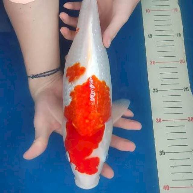 Kohaku 40cm
