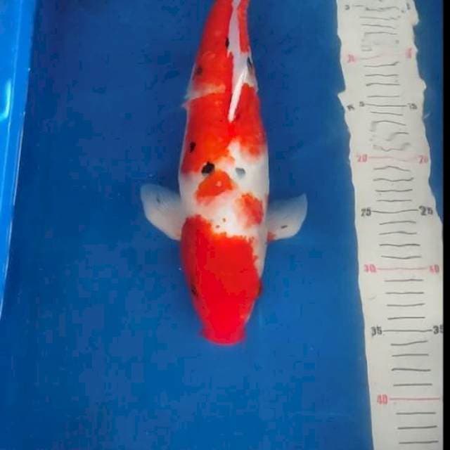 Sanke 44cm