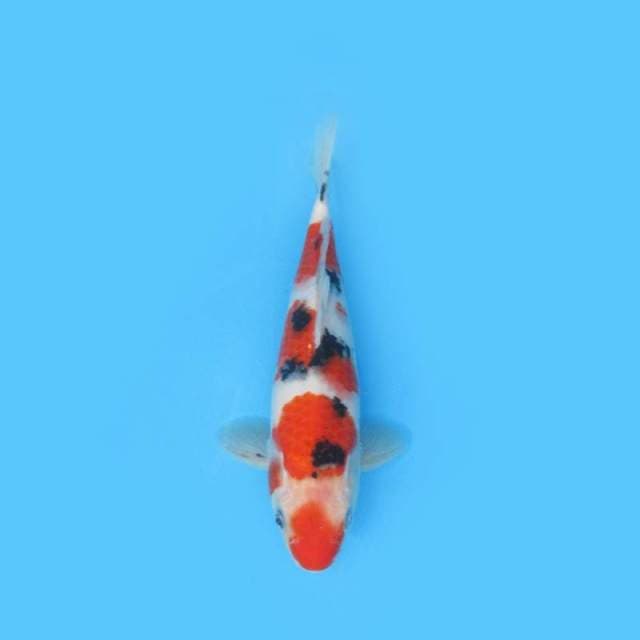 30CM - KUCHIBENI STEPPING SANKE