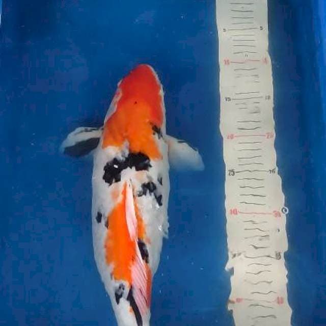 Sanke 45cm