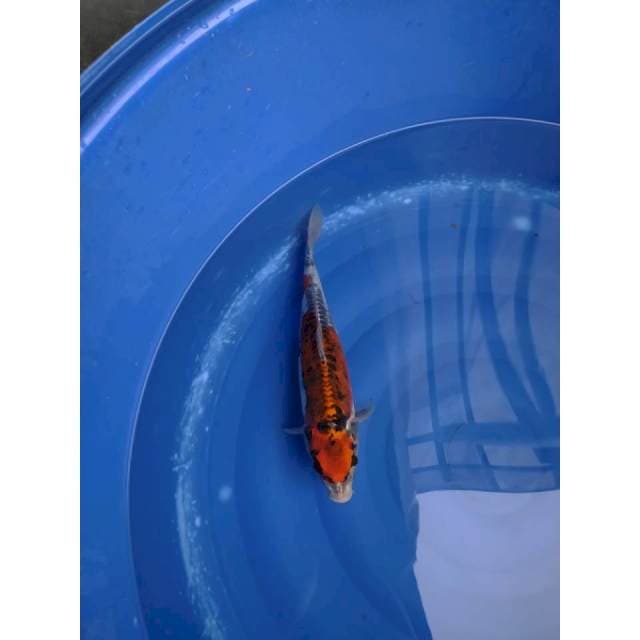 Kikokuryu 35cm F