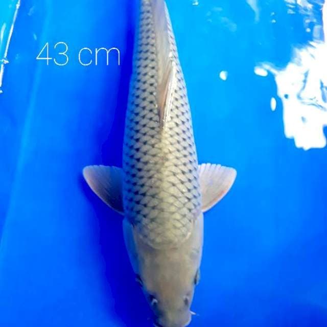 Jumbo 43 cm