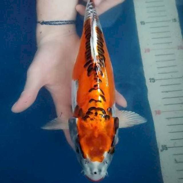 Kikkoryu bulky 31cm