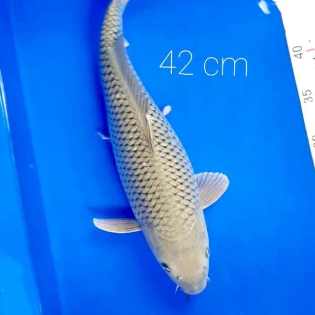 Jumbo 42 cm