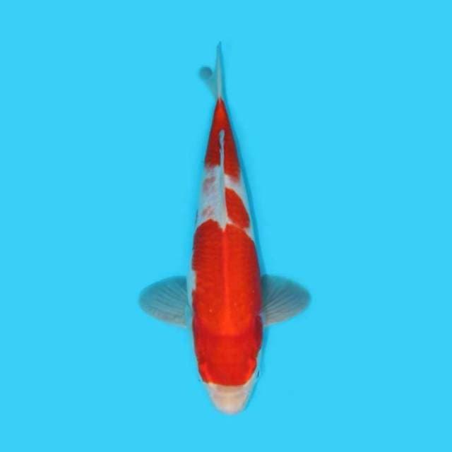 30CM - KOHAKU