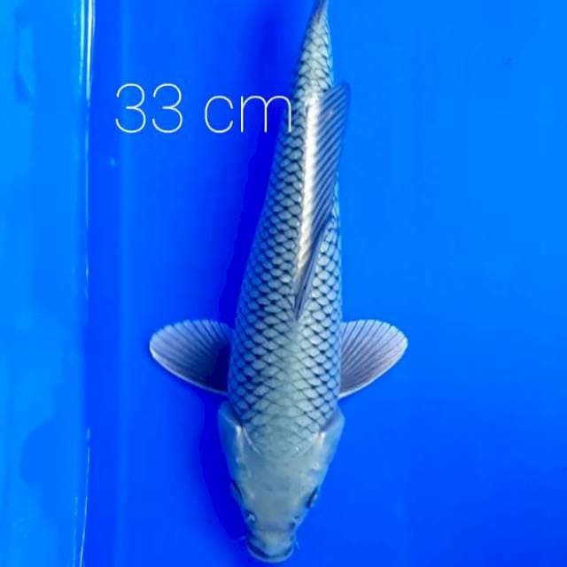 Soragoi 33 cm