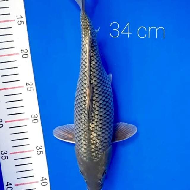 Soragoi 34 cm