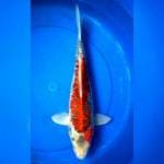 Goshiki 35 bu female