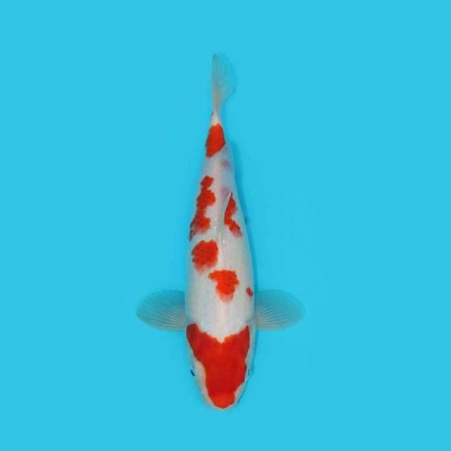 Kohaku 28 Cm