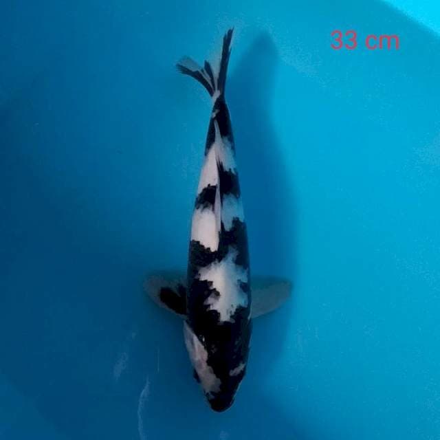 Shiro bosku 33 cm