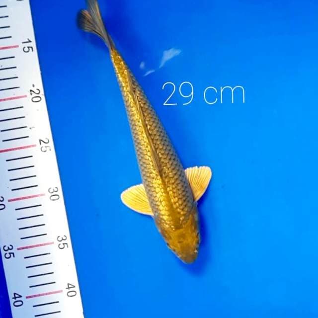 Midori ginrin 29 cm