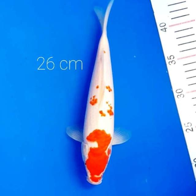 Merah putih 26 cm