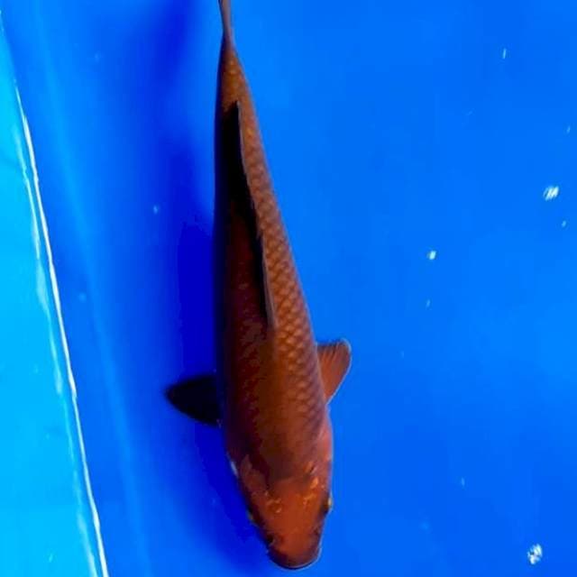 Chagoi tembaga 29 cm