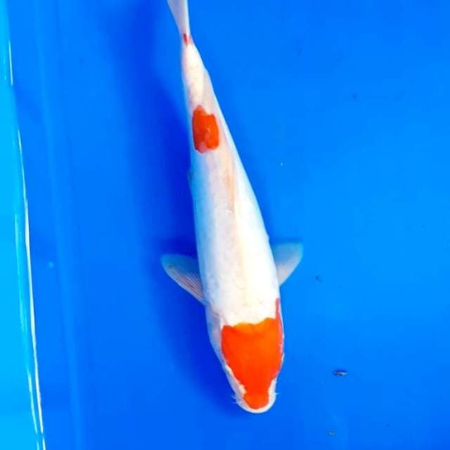 Kohaku doit 33 cm