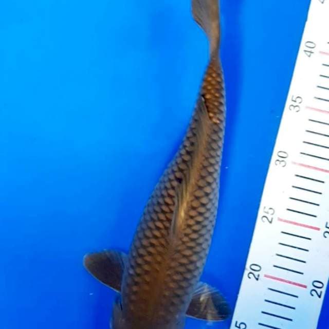 Black Midori 34 cm