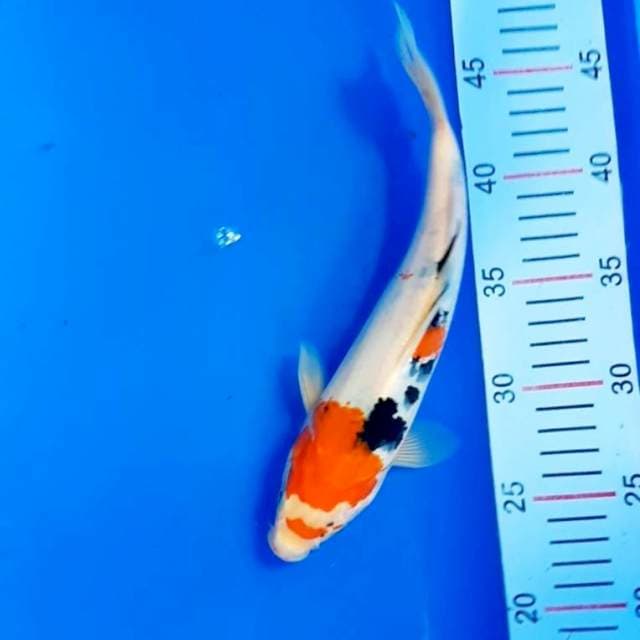 Sanke 26 cm