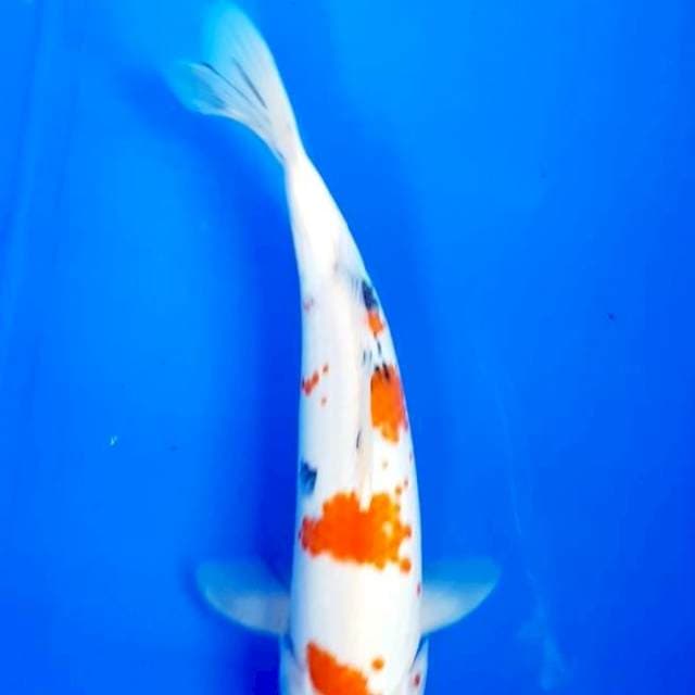Kanoko 31 cm