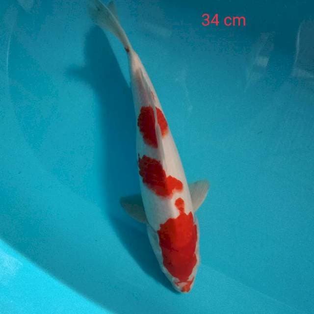 Kohaku 3 (34cm)