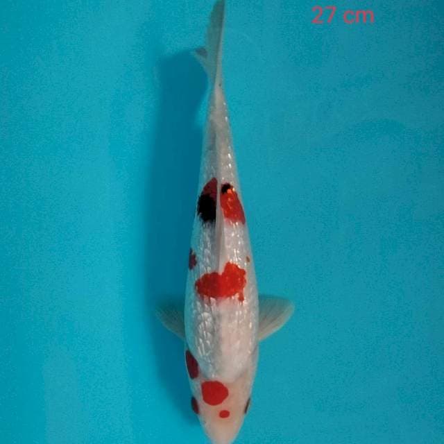 Ginrin 27 cm