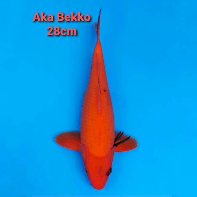 Aka Bekko 28cm