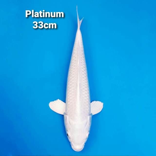 Platinum 33cm
