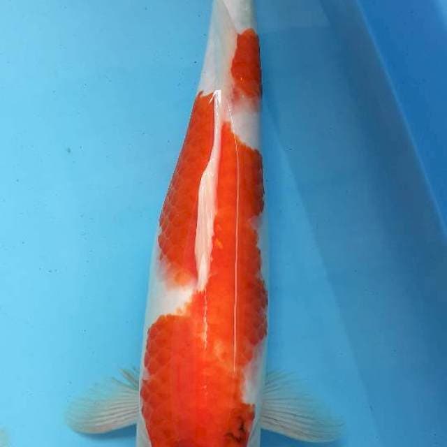 Kohaku Punuk 36 cm