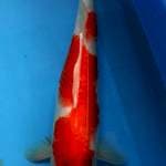 Kohaku Punuk 36 cm