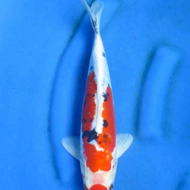Heisei nishiki 34cm ml