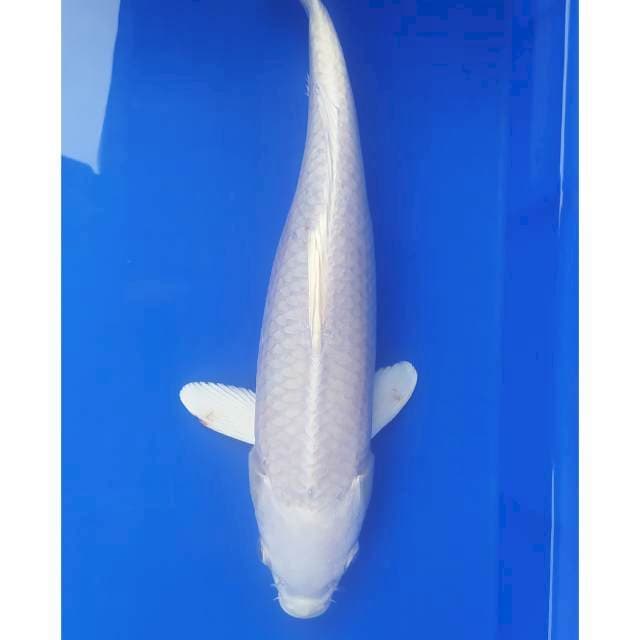 Platinum 35 cm