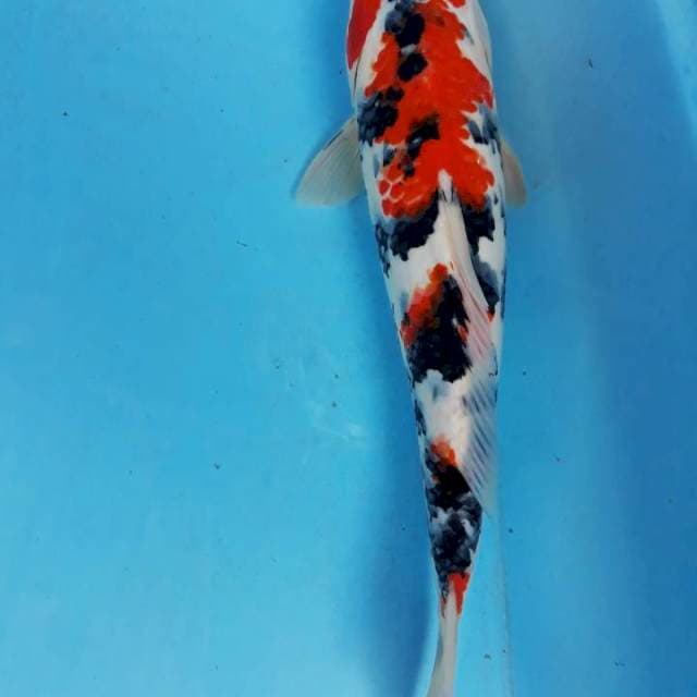 Sansoku 35cm jantan