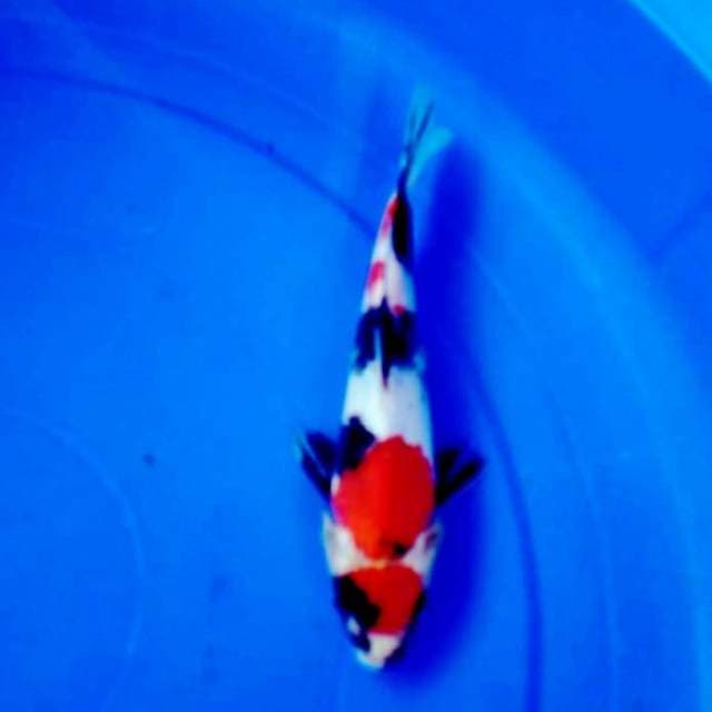 Kindai showa 20cm prospek SQ