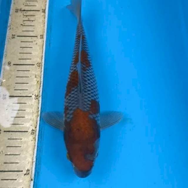 Ochiba 27cm