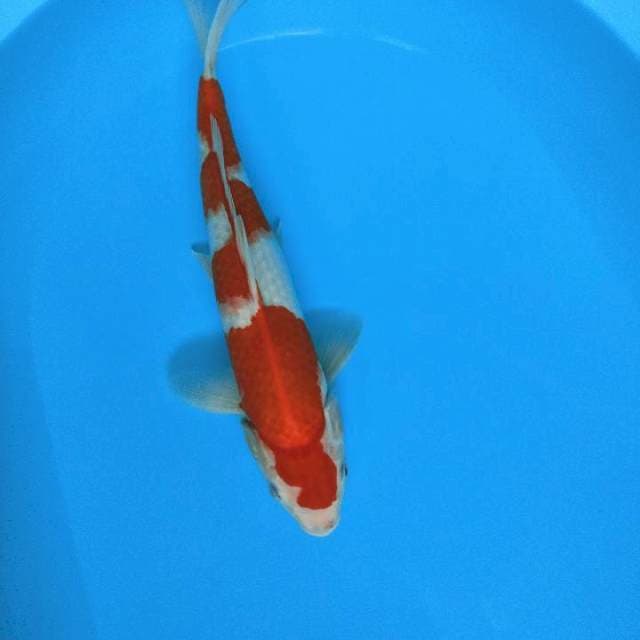 Pejatan hot 35cm