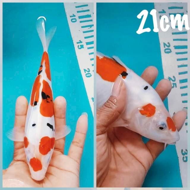 Sanke DOID punuk 22cm