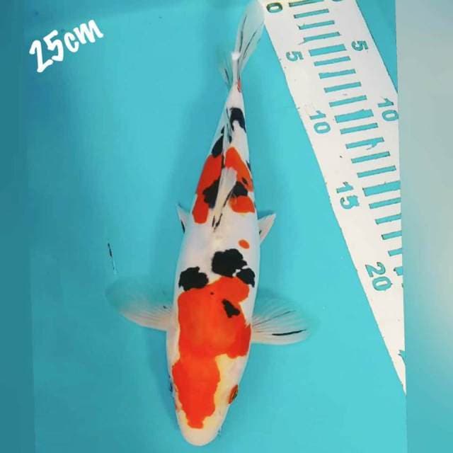 Sanke DOID 25cm